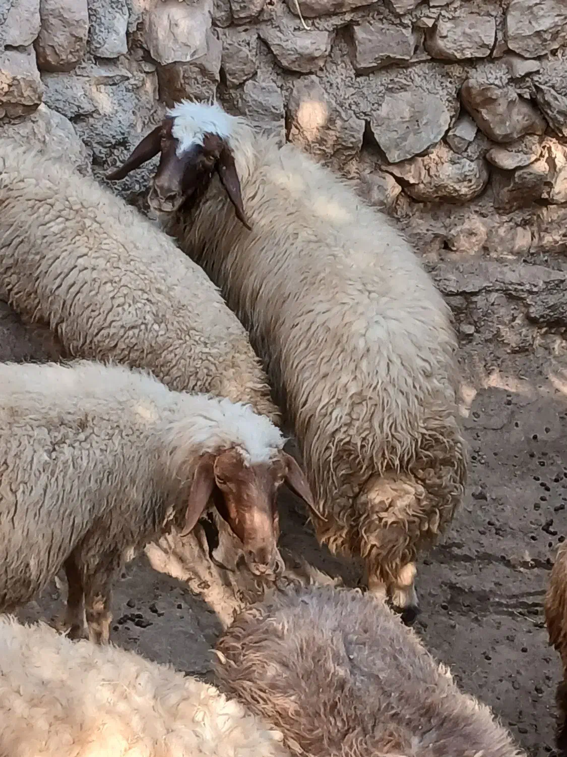 شک سنجابی اصیل|حیوانات مزرعه|سیروان, |دیوار