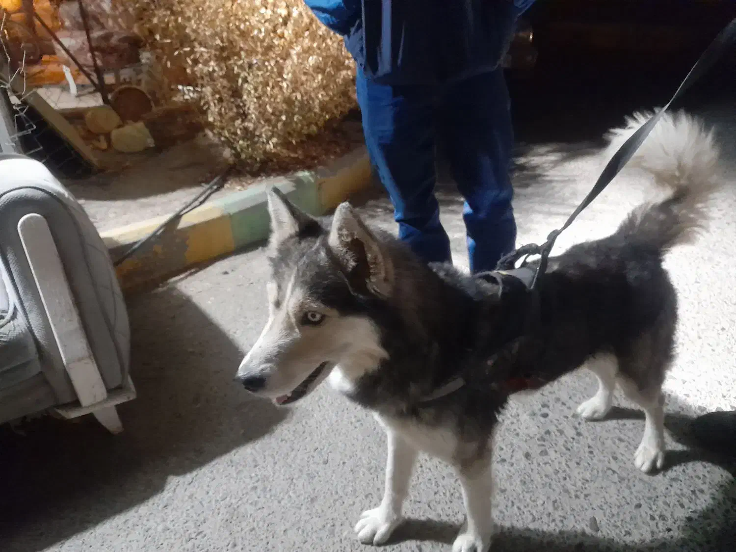 هاسگی|حیوانات|فردیس, شهرک ناز|دیوار