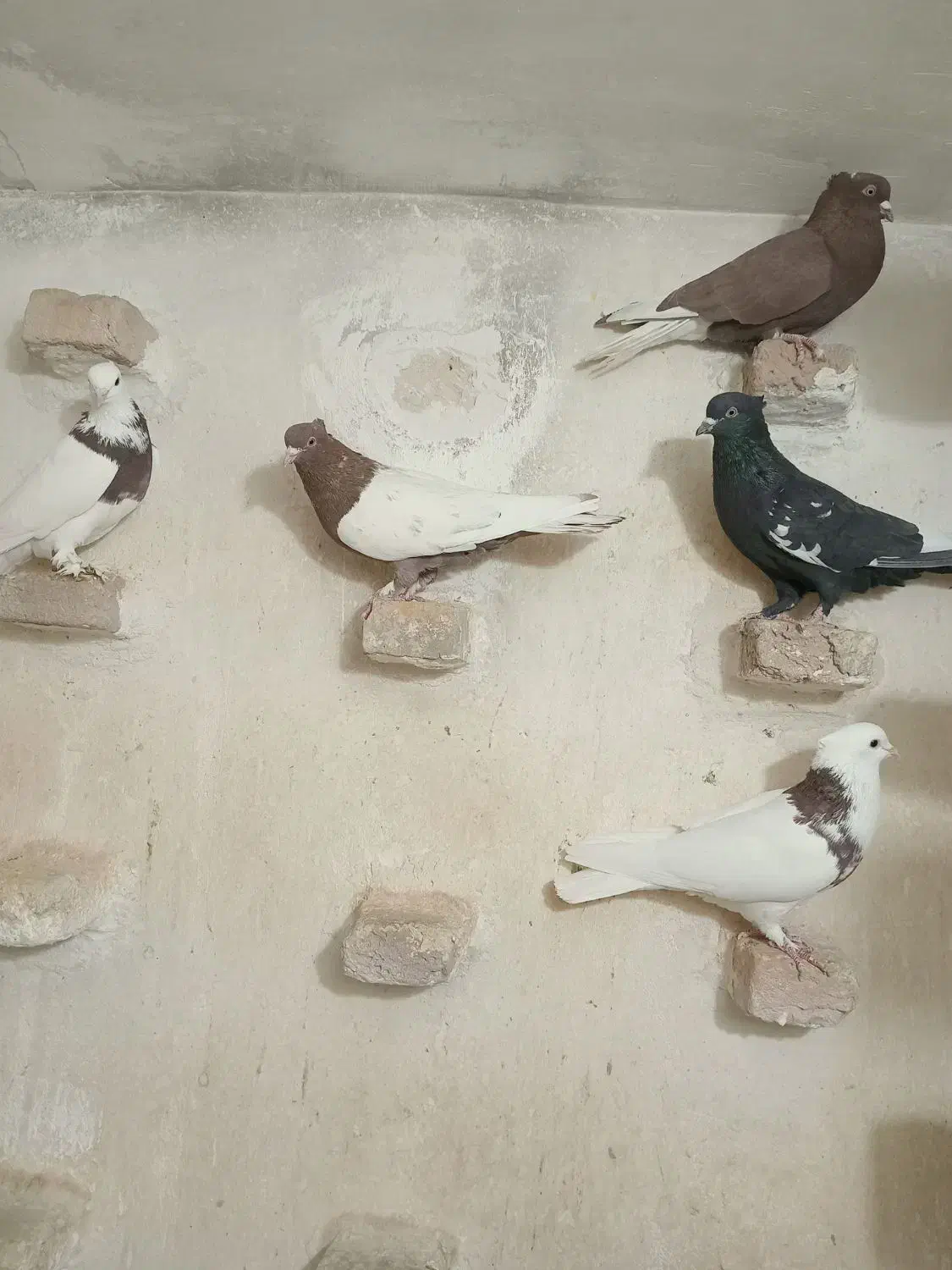 کبوتر|پرنده|جهرم, |دیوار