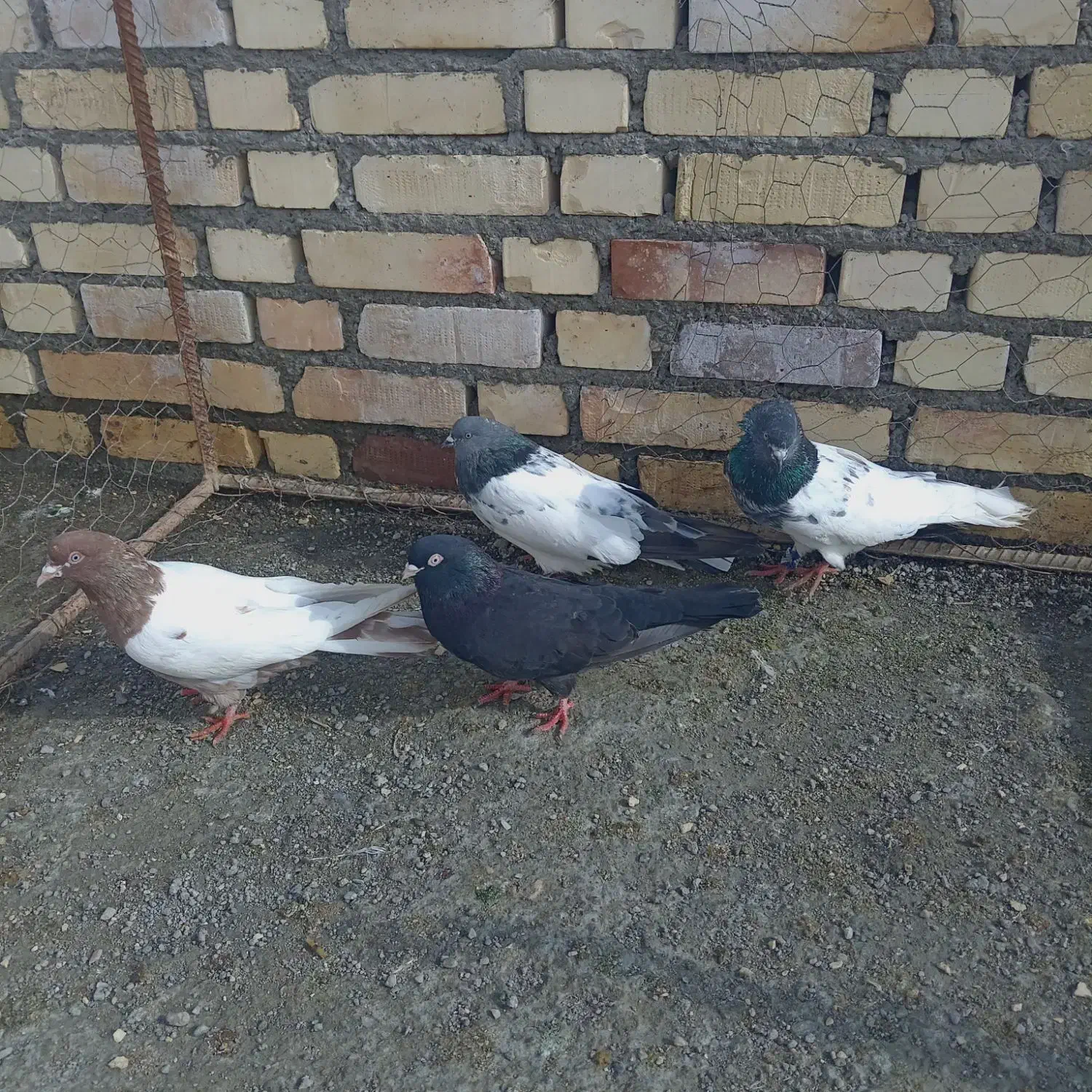 هشت تا کاله|پرنده|بکتاش, |دیوار