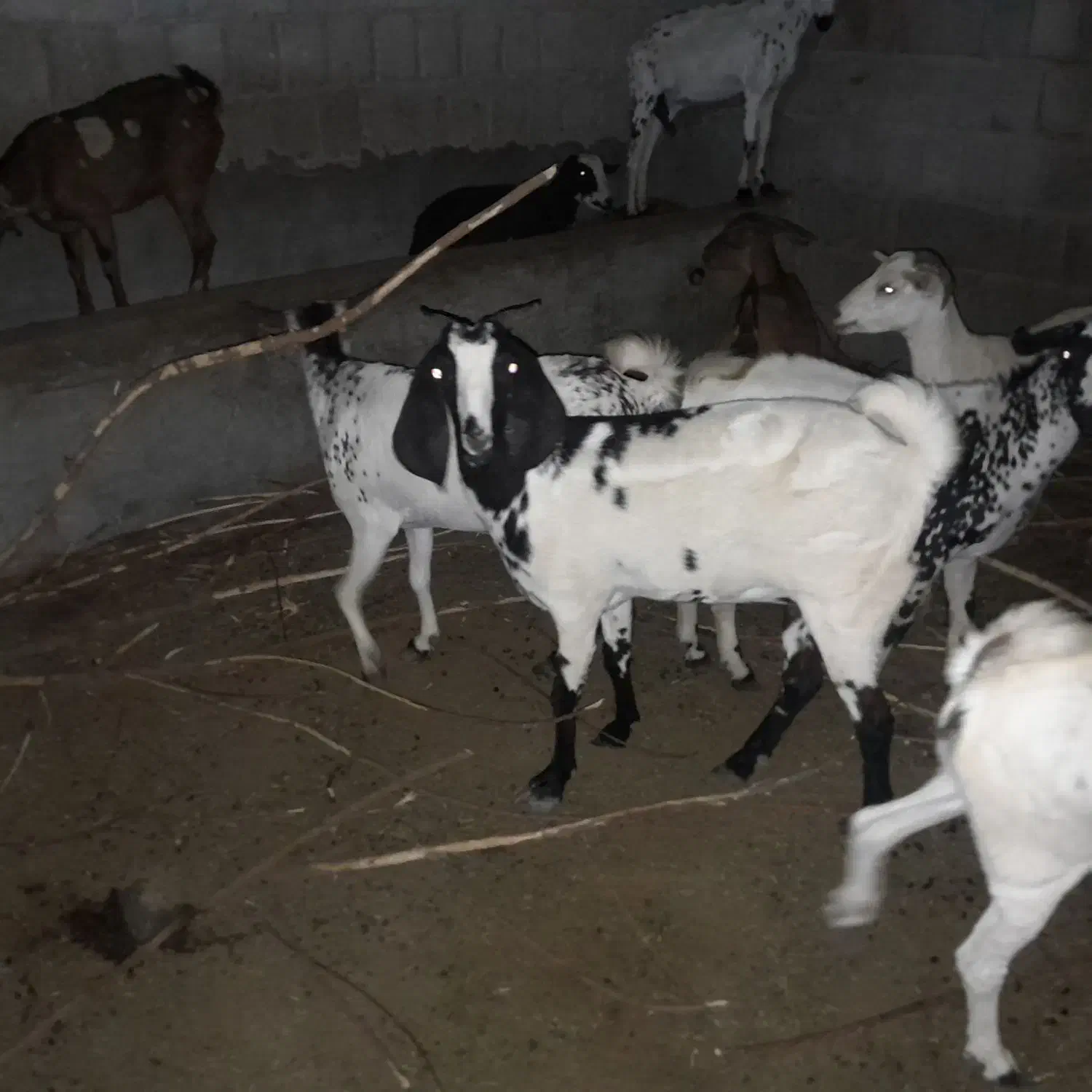 کهره و بره چاق گوشتی|حیوانات مزرعه|درگهان, |دیوار