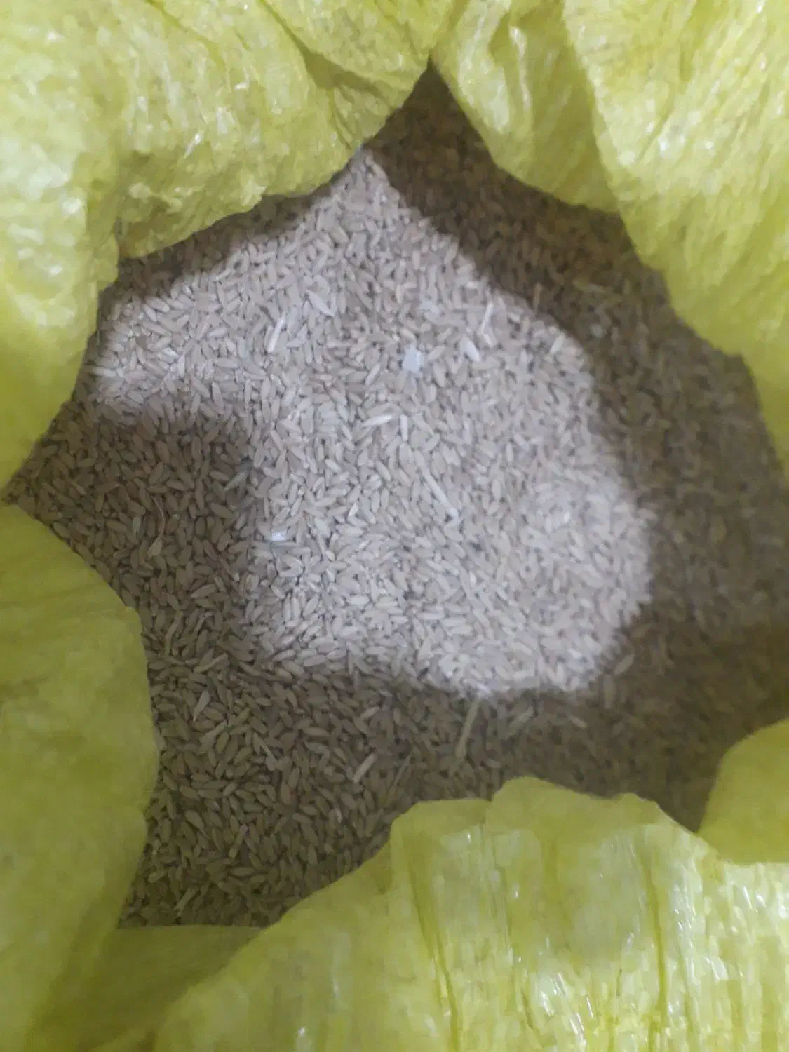 گندم بذری پیشگام وآذر 2 و گندم قرمز|خدمات باغبانی و درختکاری|قوچان, |دیوار