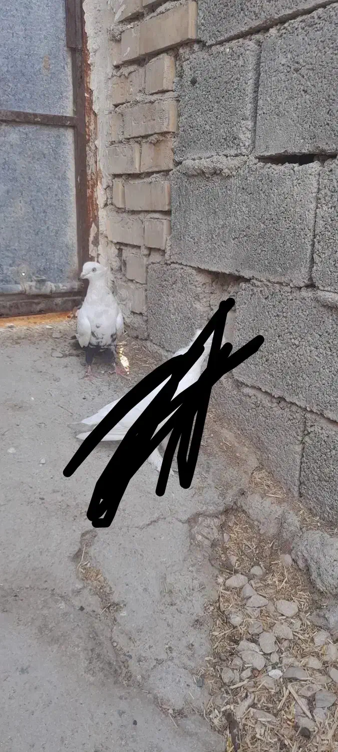 دم شلواری سیاه|پرنده|بهبهان, |دیوار