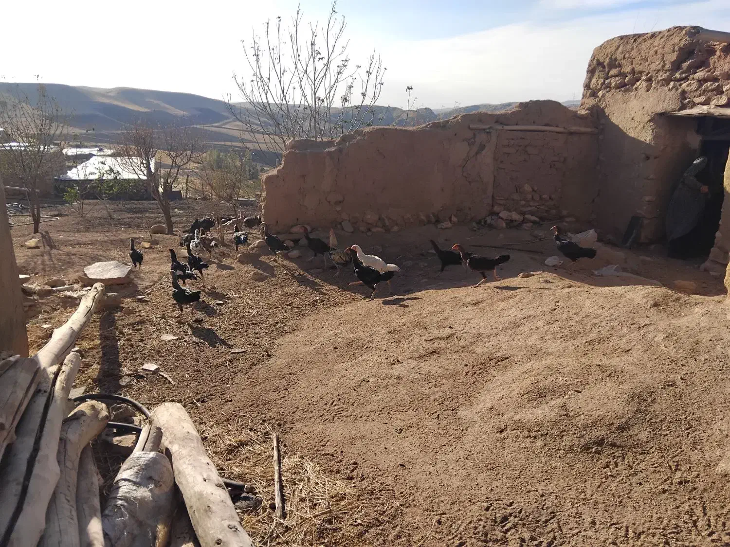 مرغ خروس لاری|حیوانات مزرعه|سقز, |دیوار