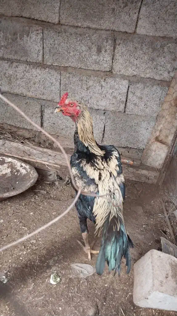 خروس|حیوانات مزرعه|فیرورق, |دیوار