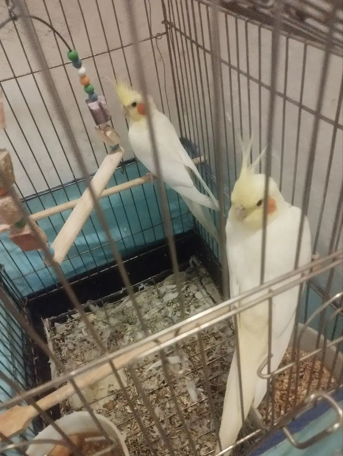 ۳ تا عروس هلندی لوتینو|پرنده|بیرجند, |دیوار