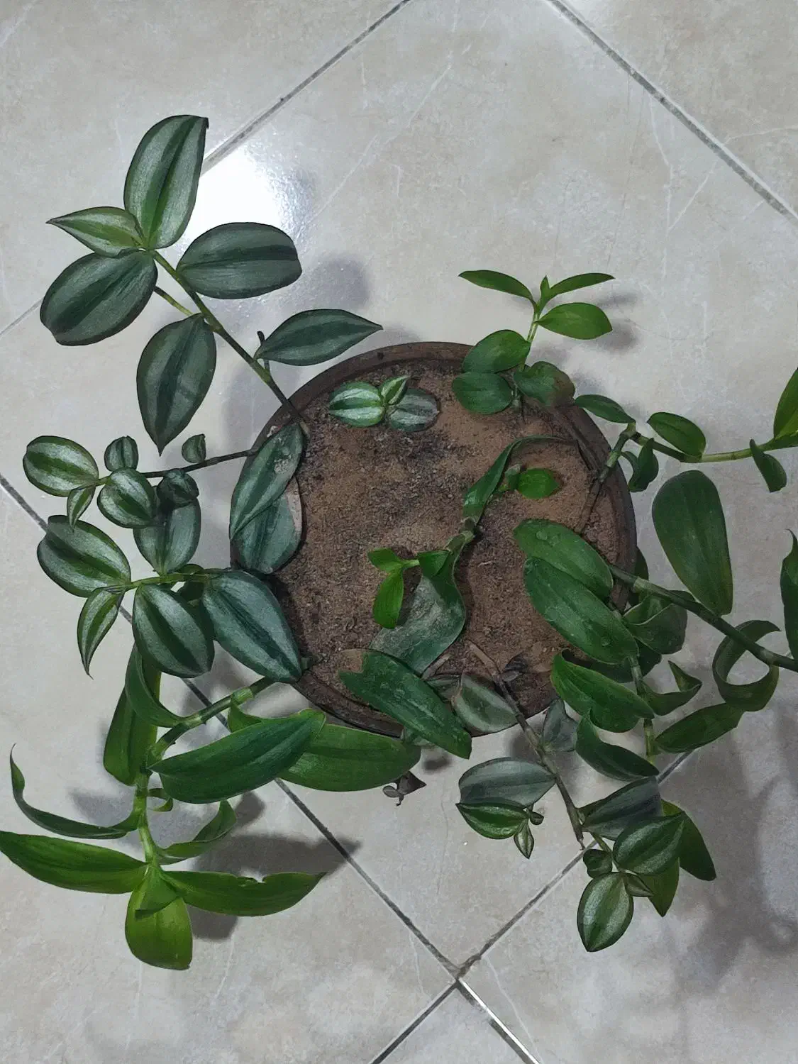 فروش گلها|گل و گیاه طبیعی|مراغه, |دیوار