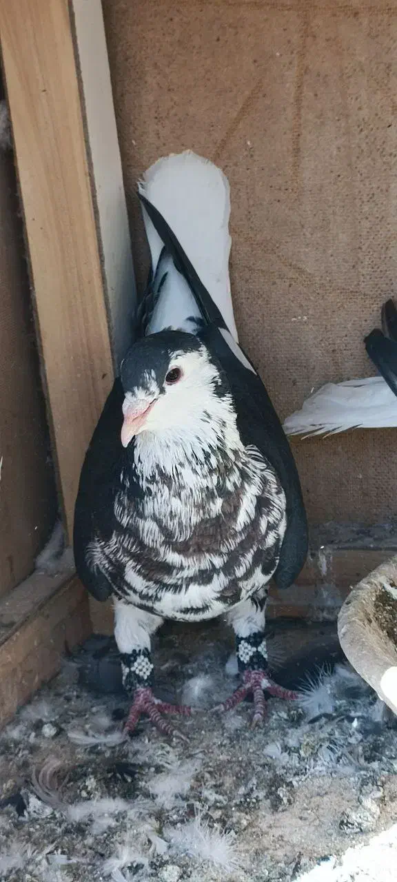 جفت افشون|پرنده|تربت‌حیدریه, شهرک ولیعصر|دیوار