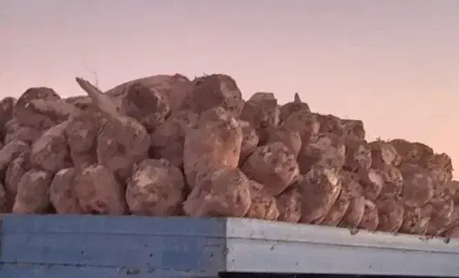 فروش چغندر|حراج|طاغنکوه, |دیوار