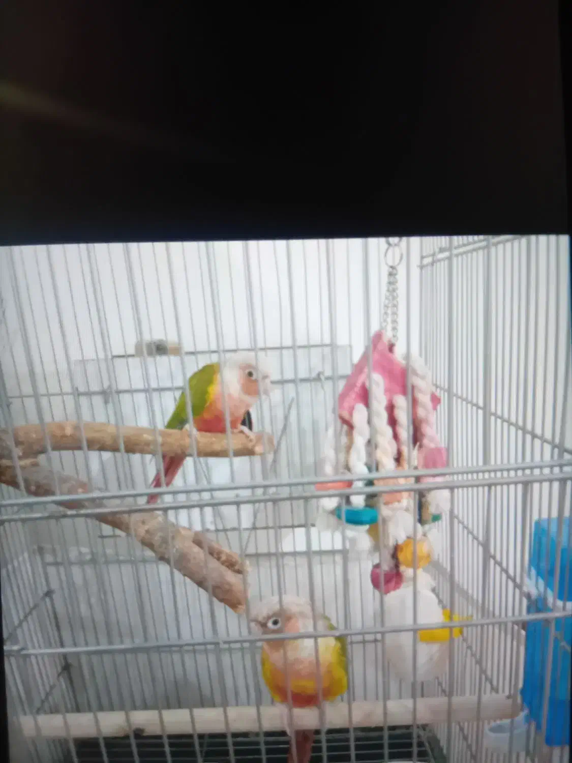 گرینچگ آناناسی رد|پرنده|تبریز, |دیوار