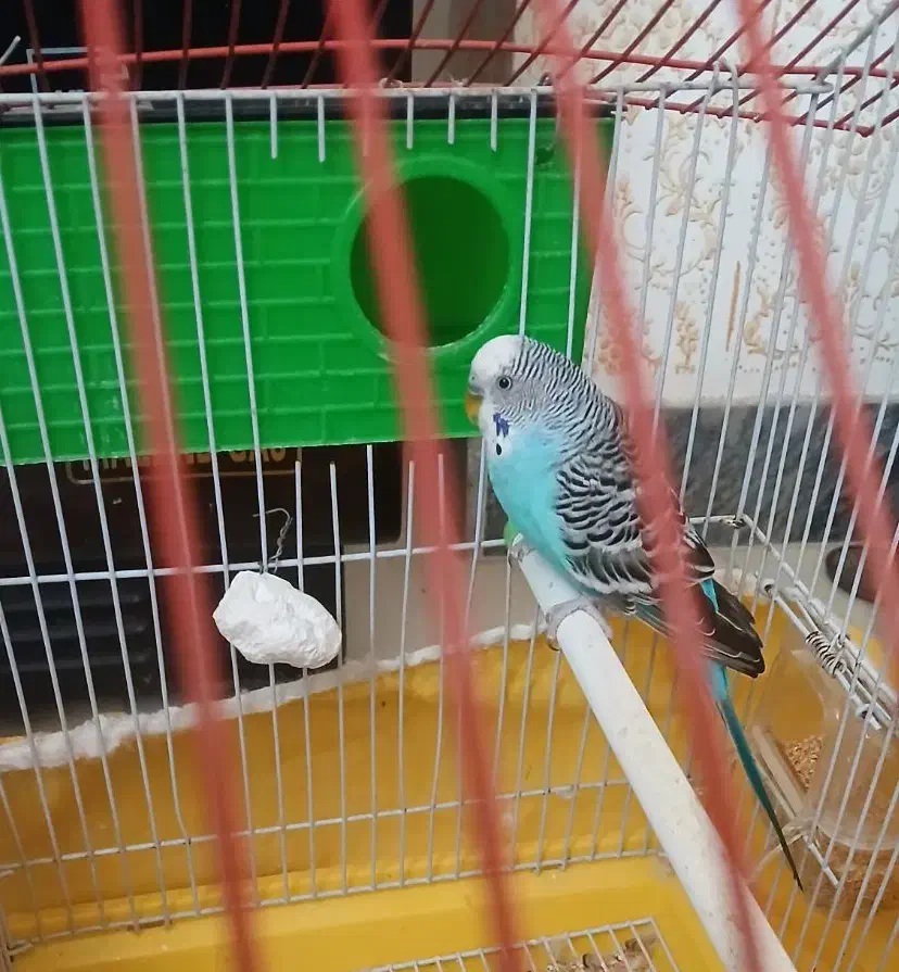 مرغ عشق نر بالق|پرنده|لاهیجان, لیالستان|دیوار