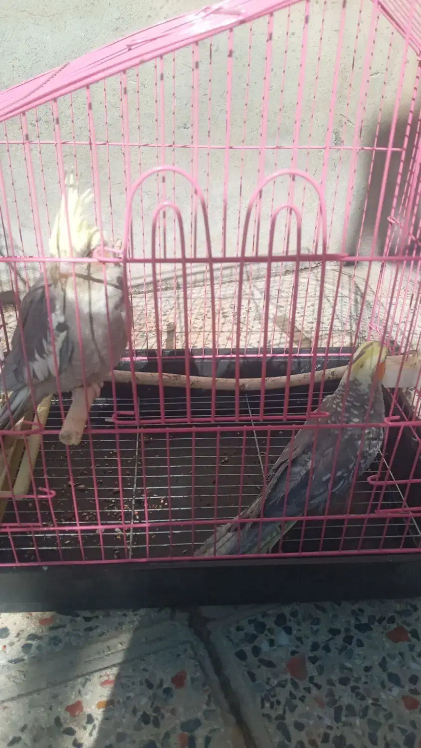 عروس هلندی|پرنده|فارسان, |دیوار