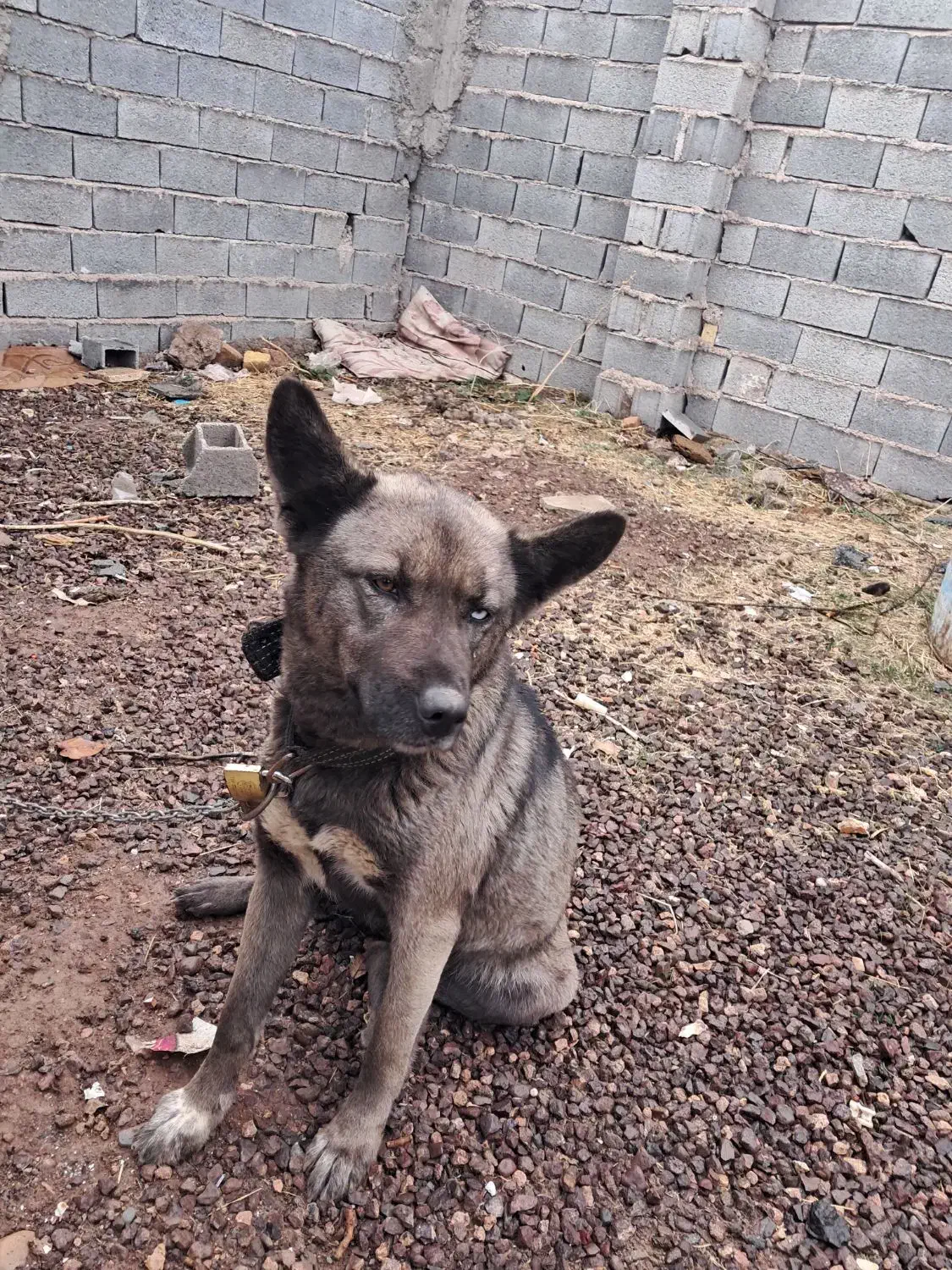 سگ هاسکی|سگ|قزوین, |دیوار