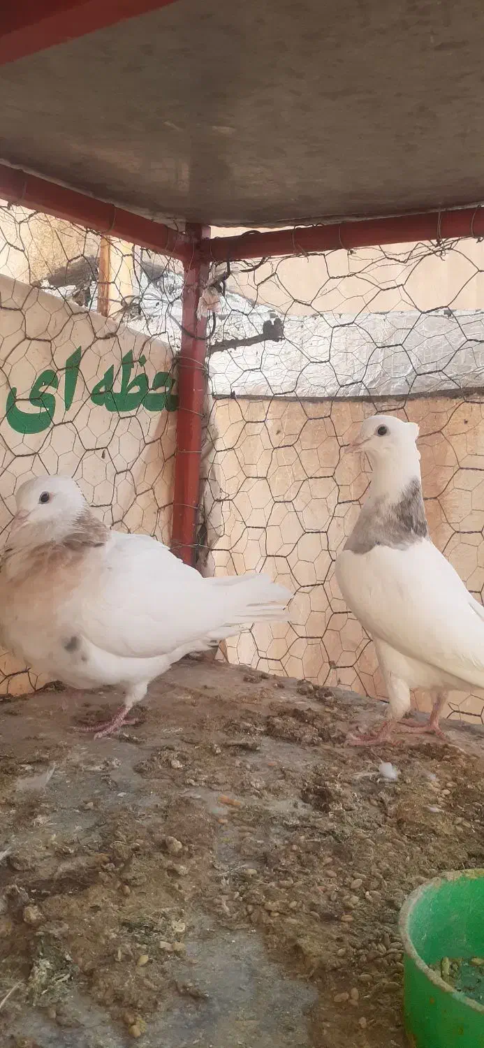 طوقی نر وماده خال سیاه باجوجه وروی تخم|پرنده|شاهین‌شهر, شهرک ردانی پور|دیوار