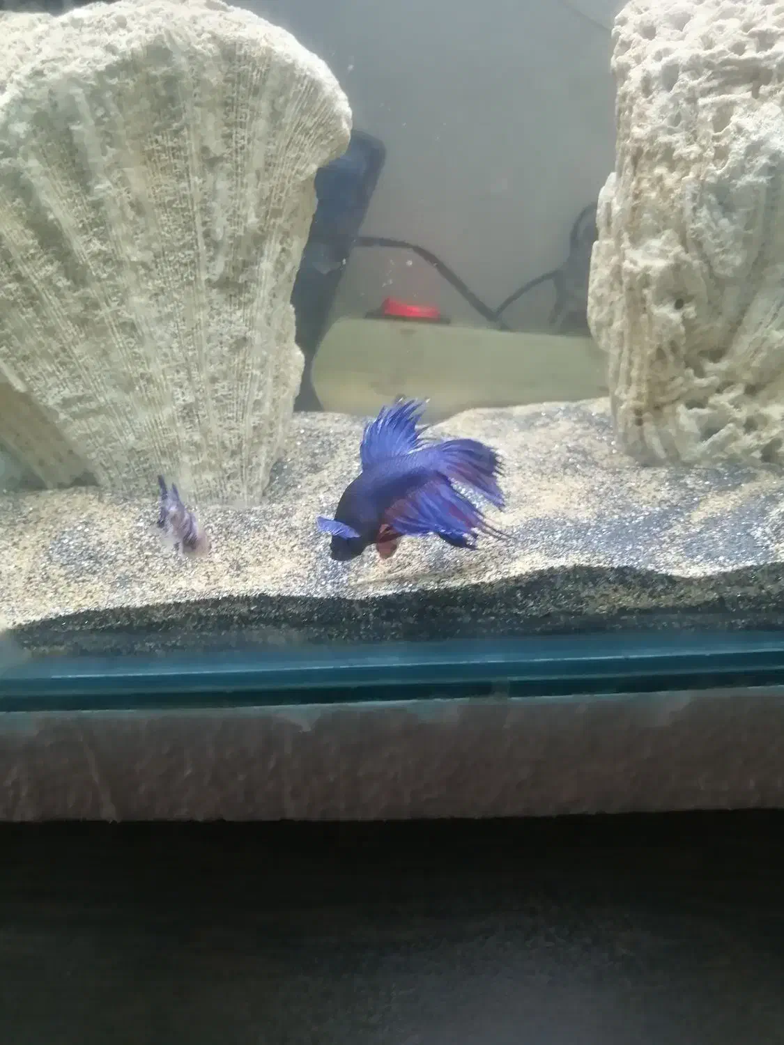 ماهی فایتر نر وماده شکم پر|ماهی|مشهد, نظام دوست|دیوار