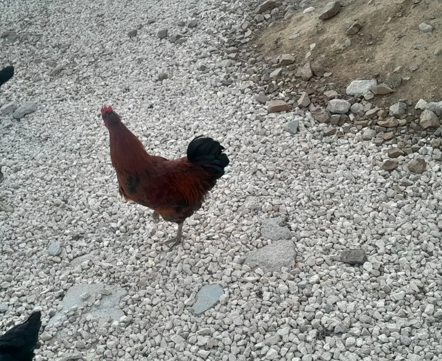 خروس محلی.|حیوانات مزرعه|قیدار, |دیوار