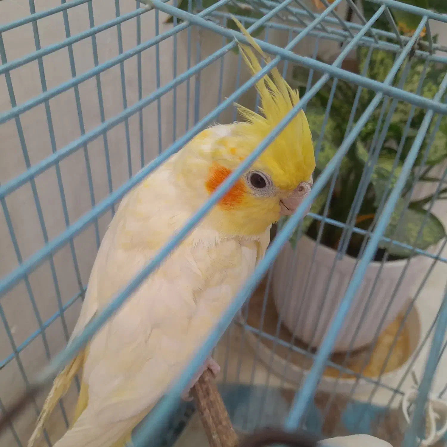 دوعددعروس هلندی گم شده ب یابنده۲ملیون پاداش میدم|پرنده|ایذه, |دیوار