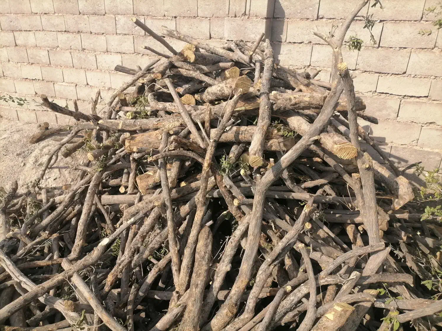 خرید چوب پسته وانار|خدمات باغبانی و درختکاری|نی‌ریز, |دیوار