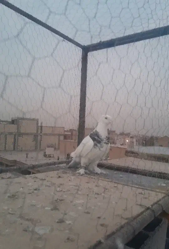 کبوتر طوقی|پرنده|لنجان, |دیوار