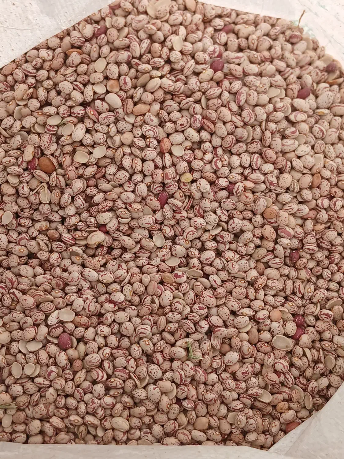 فروش لوبیا چیتی کوشا یاقوتی|خوردنی و آشامیدنی|دیواندره, |دیوار