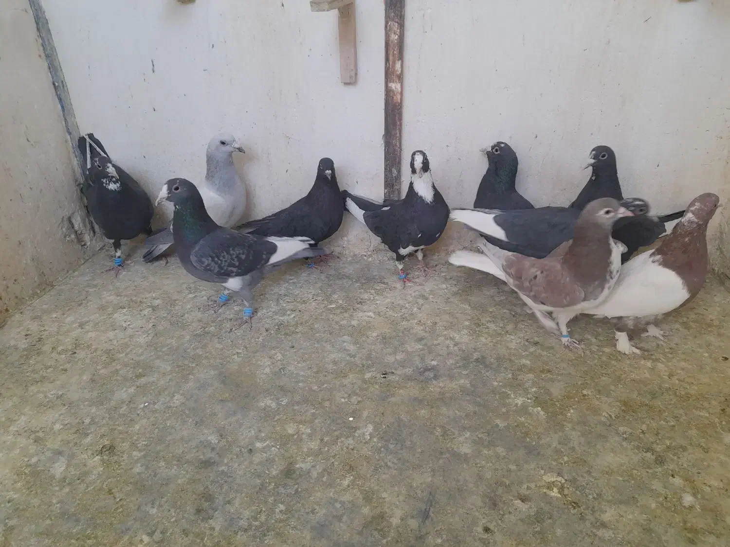 نر پروندنی .نر .ماده .همچی کفتر خوب|پرنده|کرمان, |دیوار