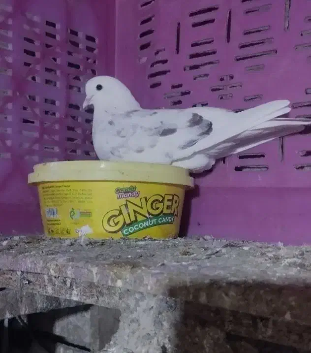 دو عدد ماده کفتر|پرنده|گرگان, |دیوار