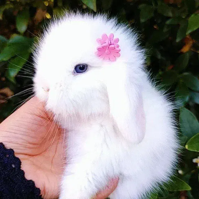 خرگوش لوپ اصیل مجموعه مجاز|موش و خرگوش|بابل, |دیوار