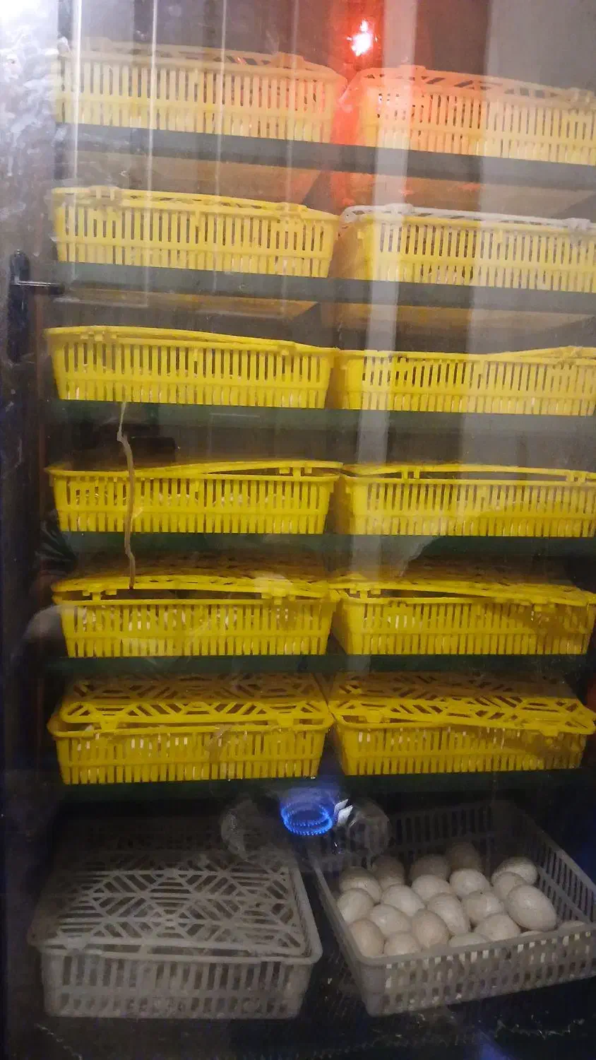 دستگاه جوجه کشی|لوازم جانبی حیوانات|قم, وادی السلام|دیوار