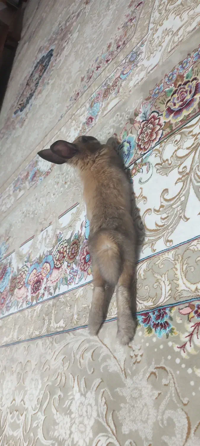 خرگوش آبستن|موش و خرگوش|جوانرود, |دیوار