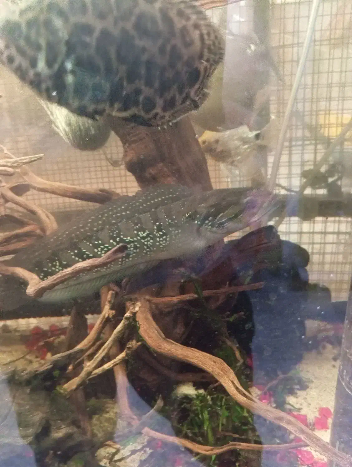 ماهی چانا|ماهی|شاهینشهر, خبرنگار|دیوار