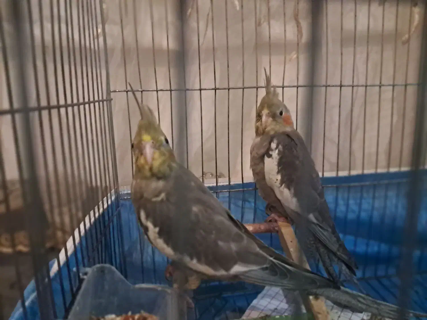 جوجه عروس هلندی،|پرنده|عباسآباد, |دیوار