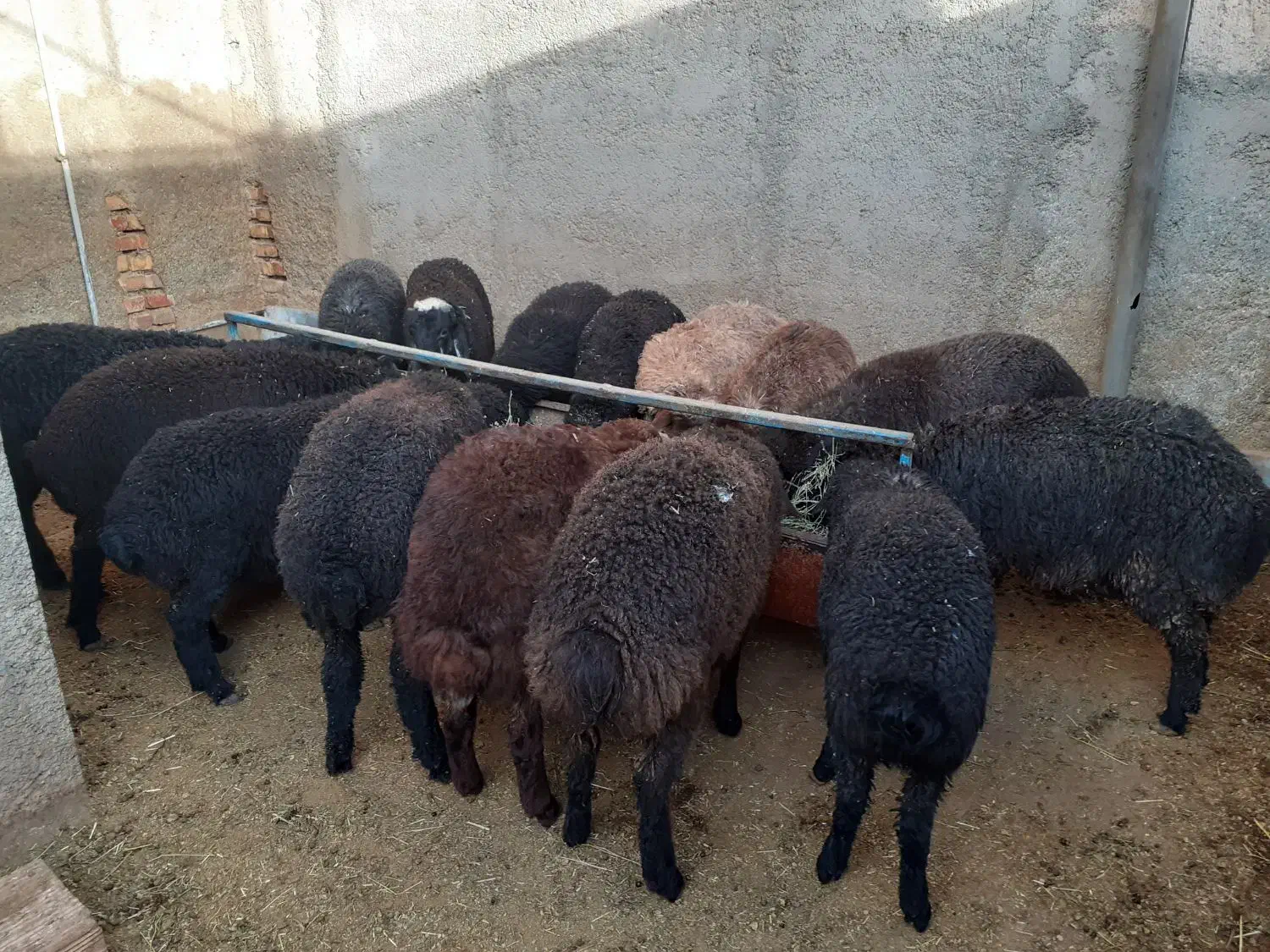 بره بره|حیوانات مزرعه|جوادآباد, |دیوار