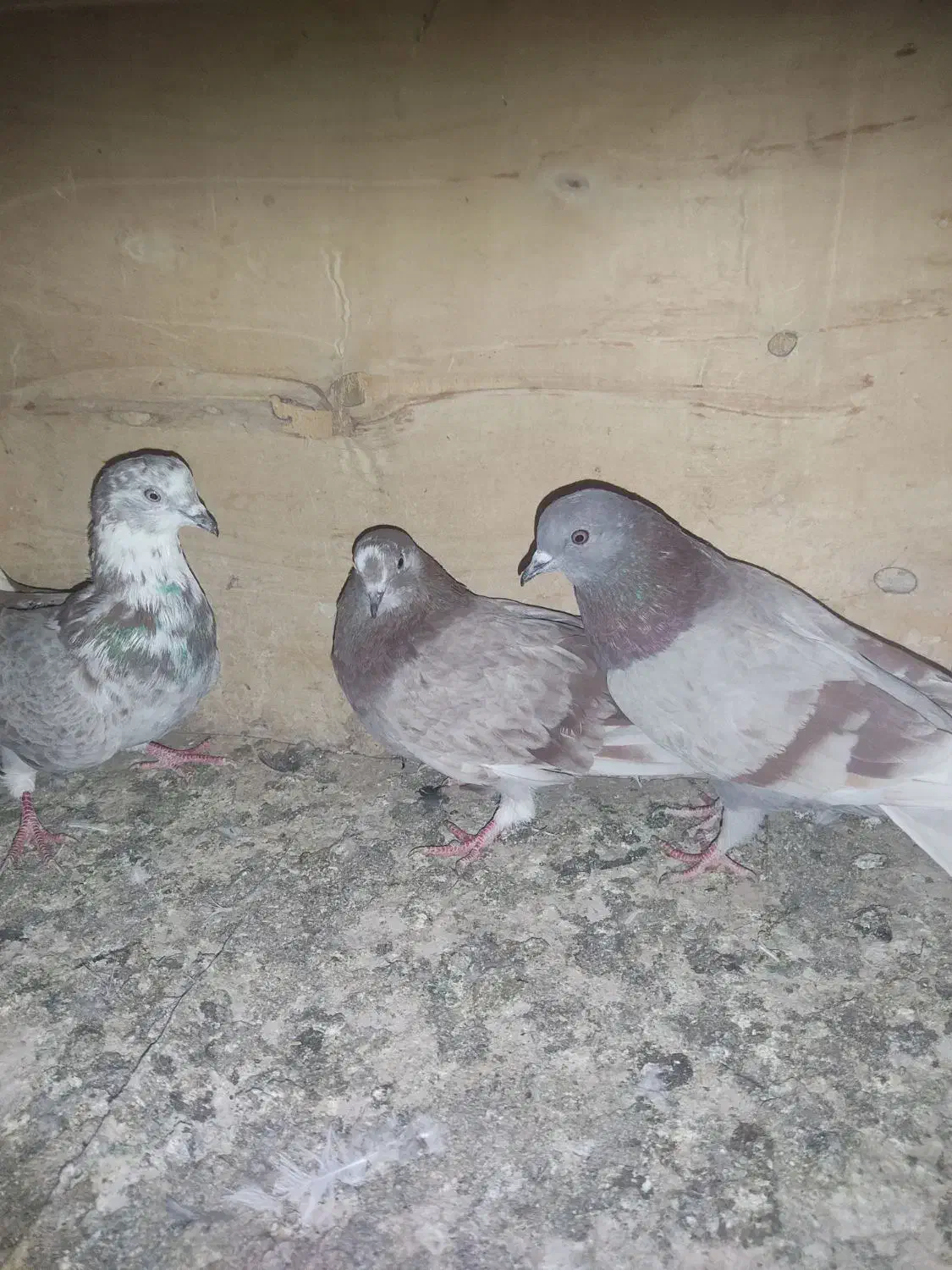 کفتر فروشی|پرنده|قم, علی آباد سعدگان|دیوار