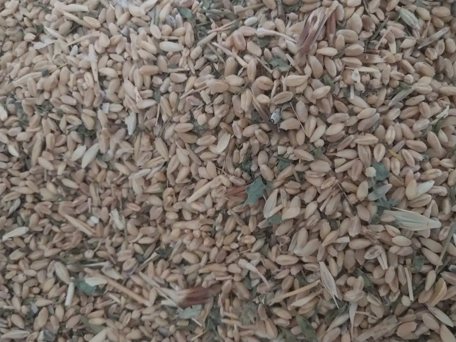 گندم پیشگام|خدمات باغبانی و درختکاری|گرمخان, |دیوار