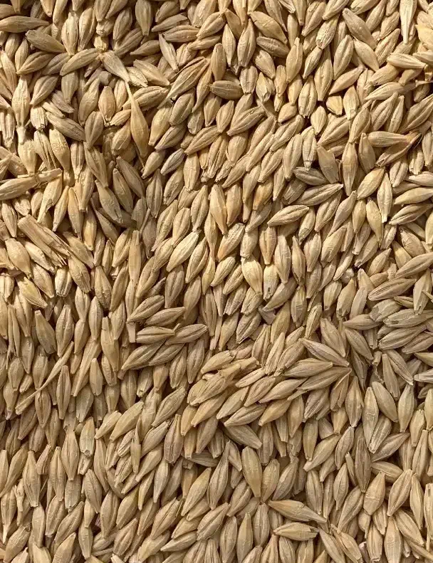 بذر جو جلگه|گل و گیاه طبیعی|باغ حلی, |دیوار