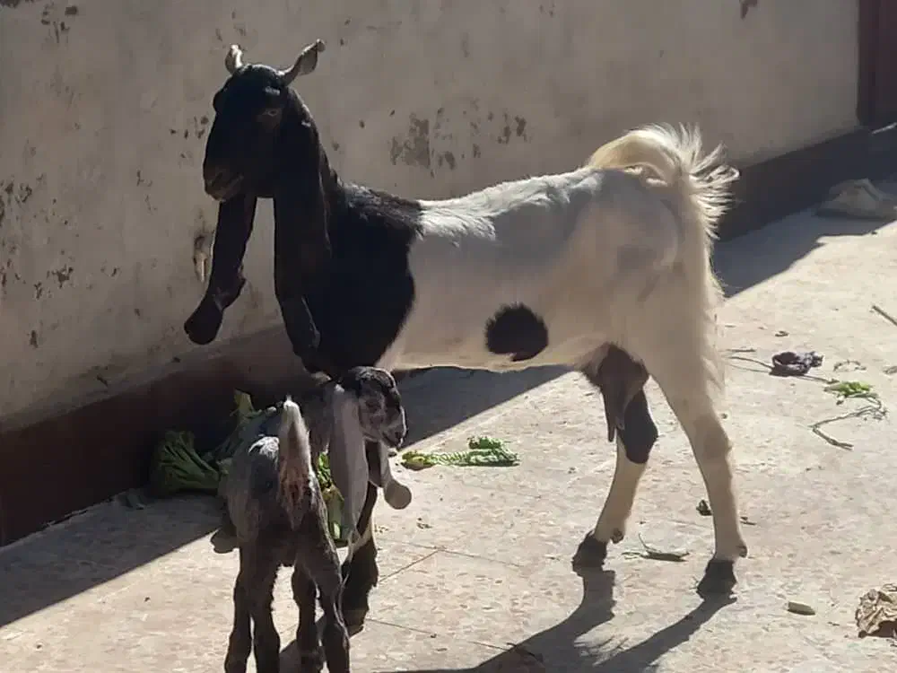 بز افغانی پاکستانی|حیوانات مزرعه|اهواز, پردیس دو|دیوار