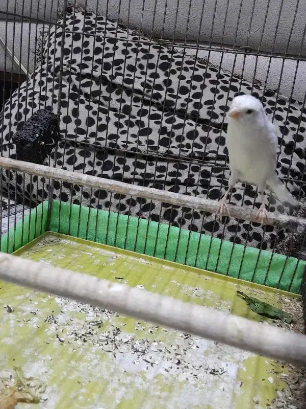 ی قناری تازه صاف کرده|پرنده|قرچک, شهرک طلائیه|دیوار