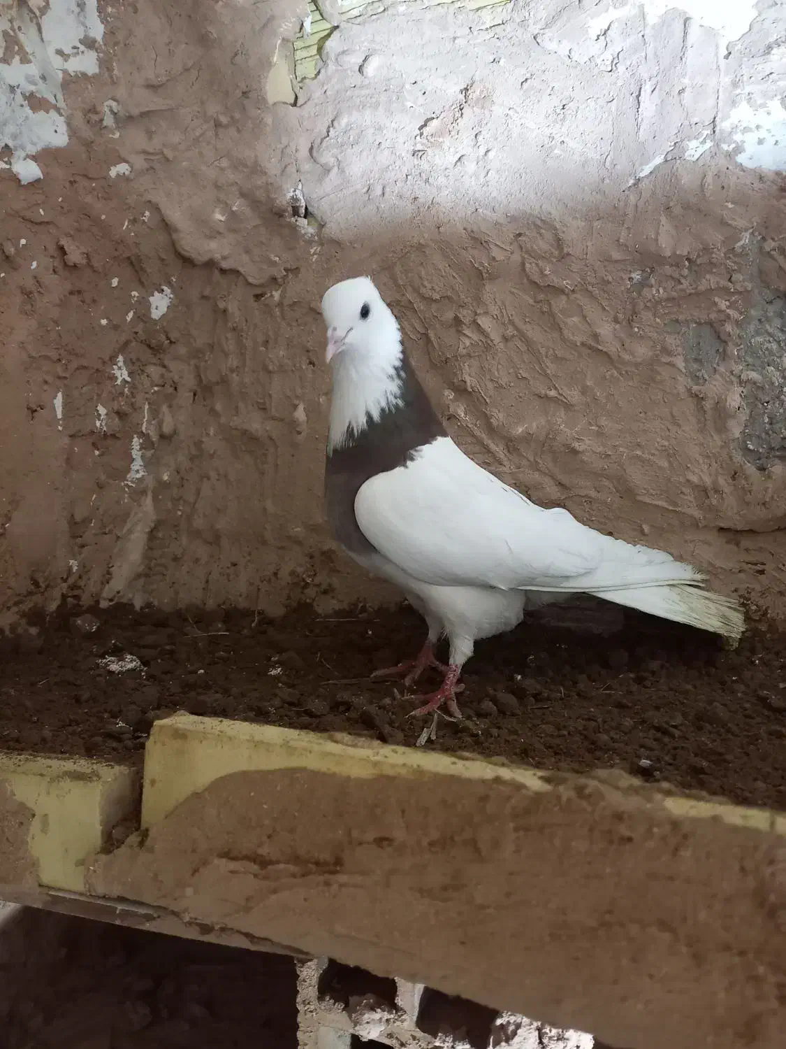 کفتر|پرنده|سبزوار, قصبه اب یمین|دیوار