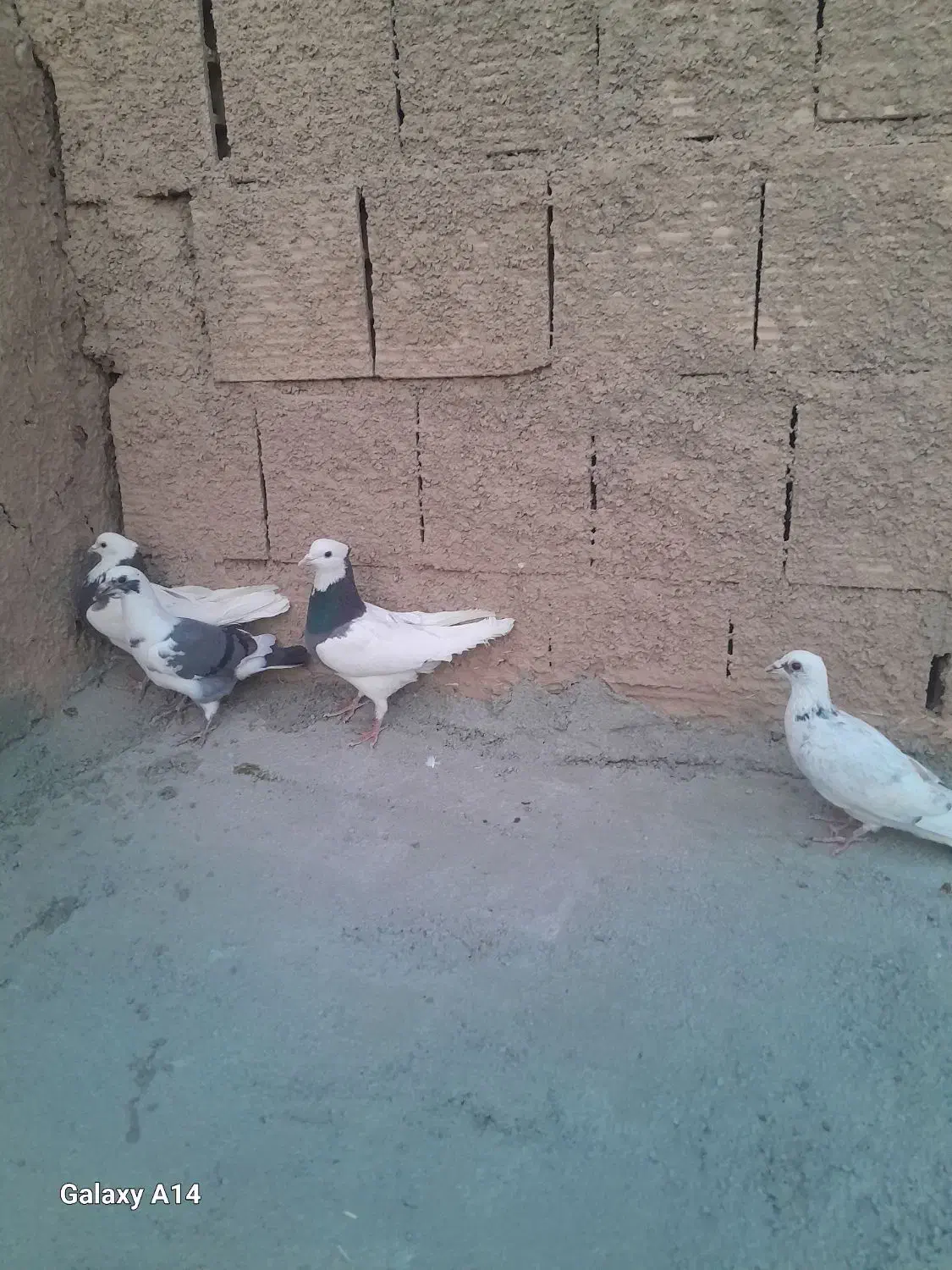 دوتا قوق نرو ماده یه صده امری با 4تا پرشی|پرنده|اسفراین, |دیوار