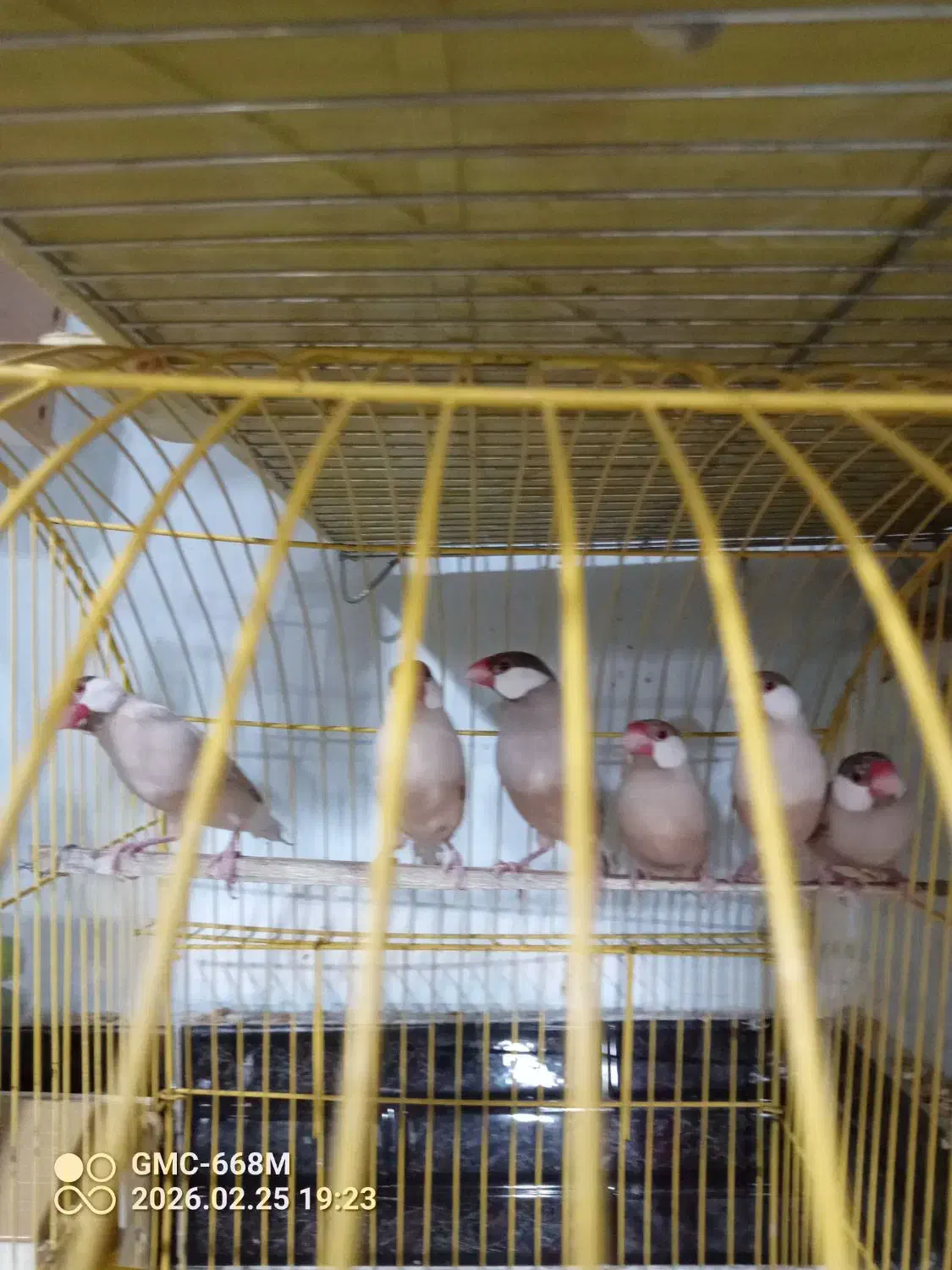 فنچ نرگسی|پرنده|ارومیه, |دیوار