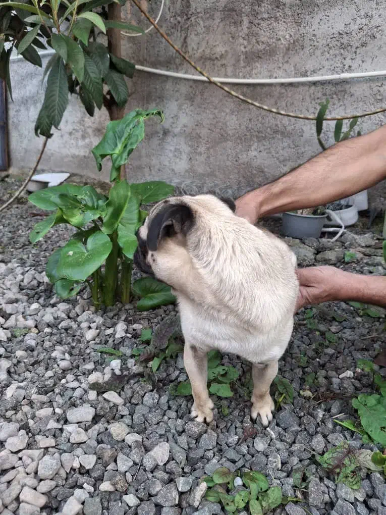 سگ پاگ|سگ|رشت, یخسازی|دیوار