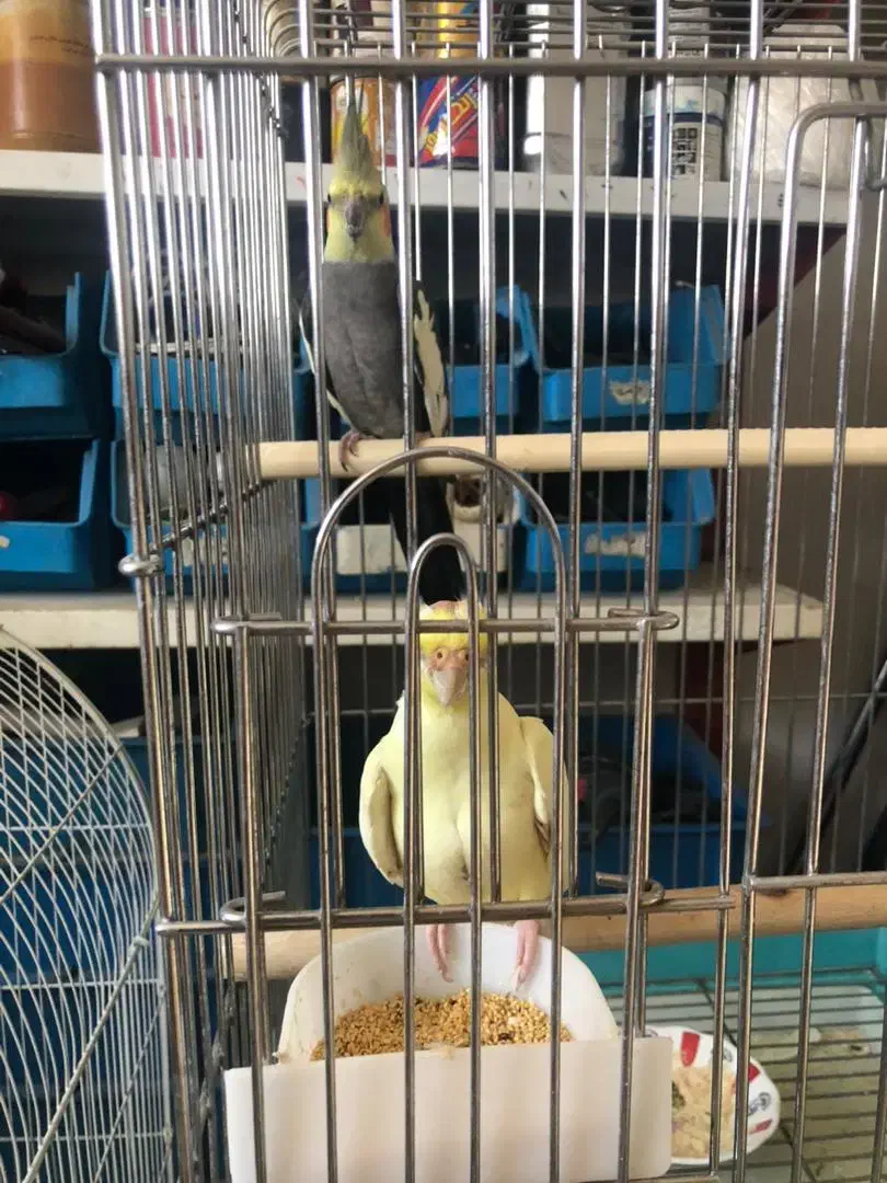 طوطی عروس|پرنده|اندیشه, اندیشه فاز ۵|دیوار