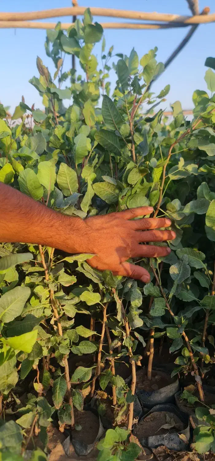 نهال پسته درجه یک|گل و گیاه طبیعی|ماهان, |دیوار