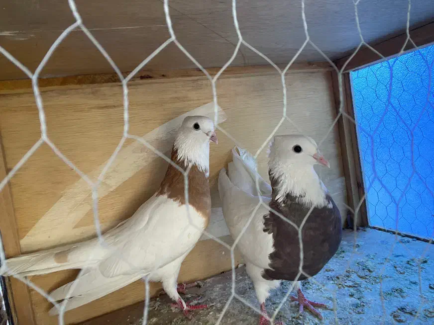 طوقی زردباخت دادم|پرنده|ایذه, |دیوار