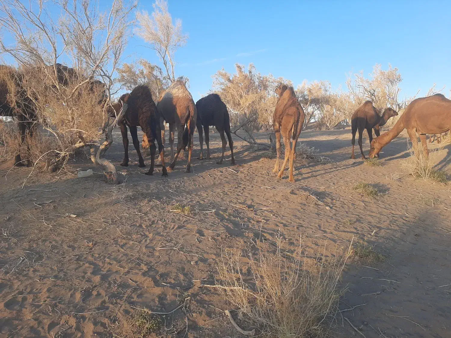 فروش شتر هاشی|حیوانات مزرعه|جلگه ماژان, |دیوار