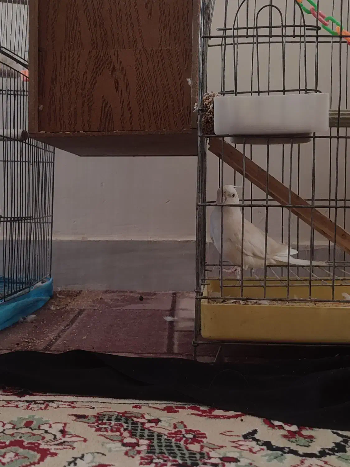 عروس هلندی|پرنده|نورآباد, |دیوار