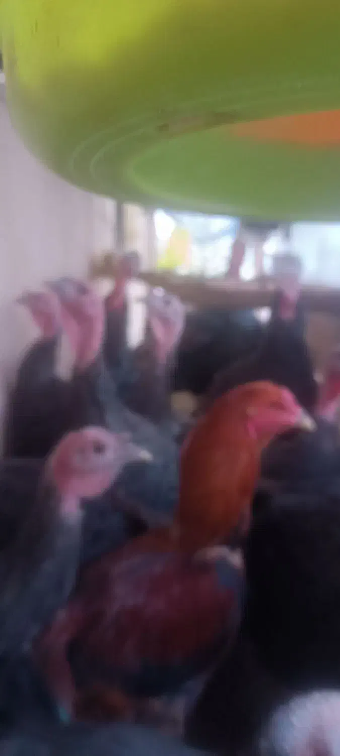 بوقلمون برنزی|حیوانات مزرعه|مشهد, هفده شهریور|دیوار