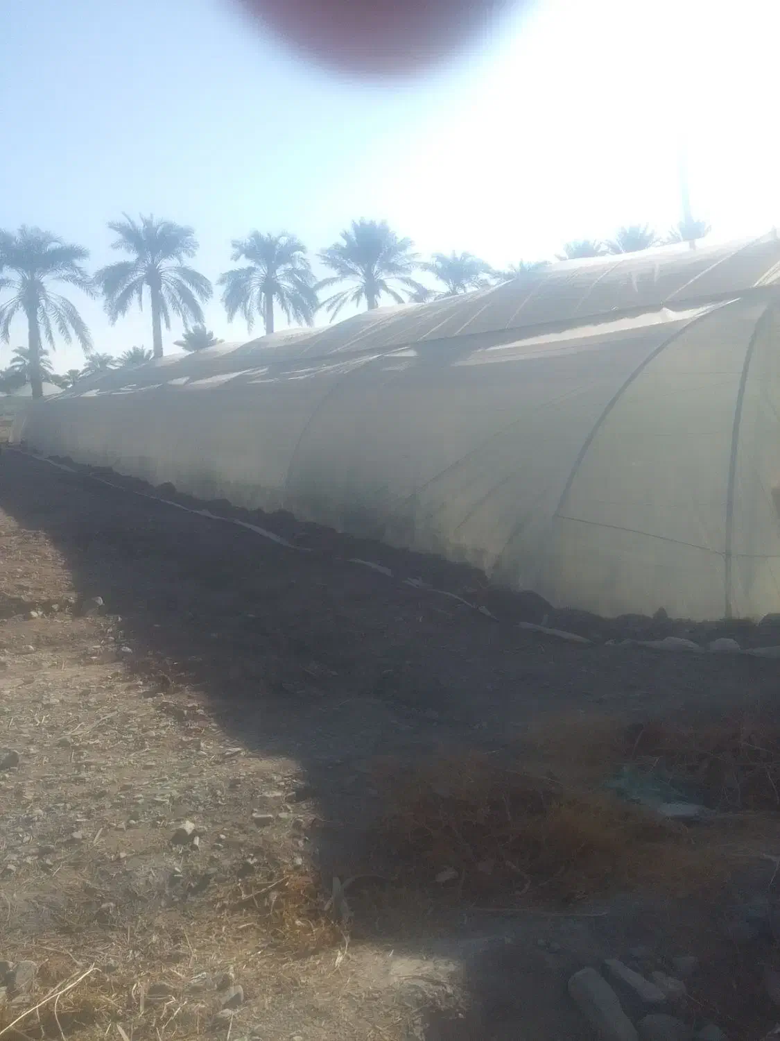 فروش گلخانه|فروش دفتر صنعتی، کشاورزی، تجاری|جیرفت, |دیوار