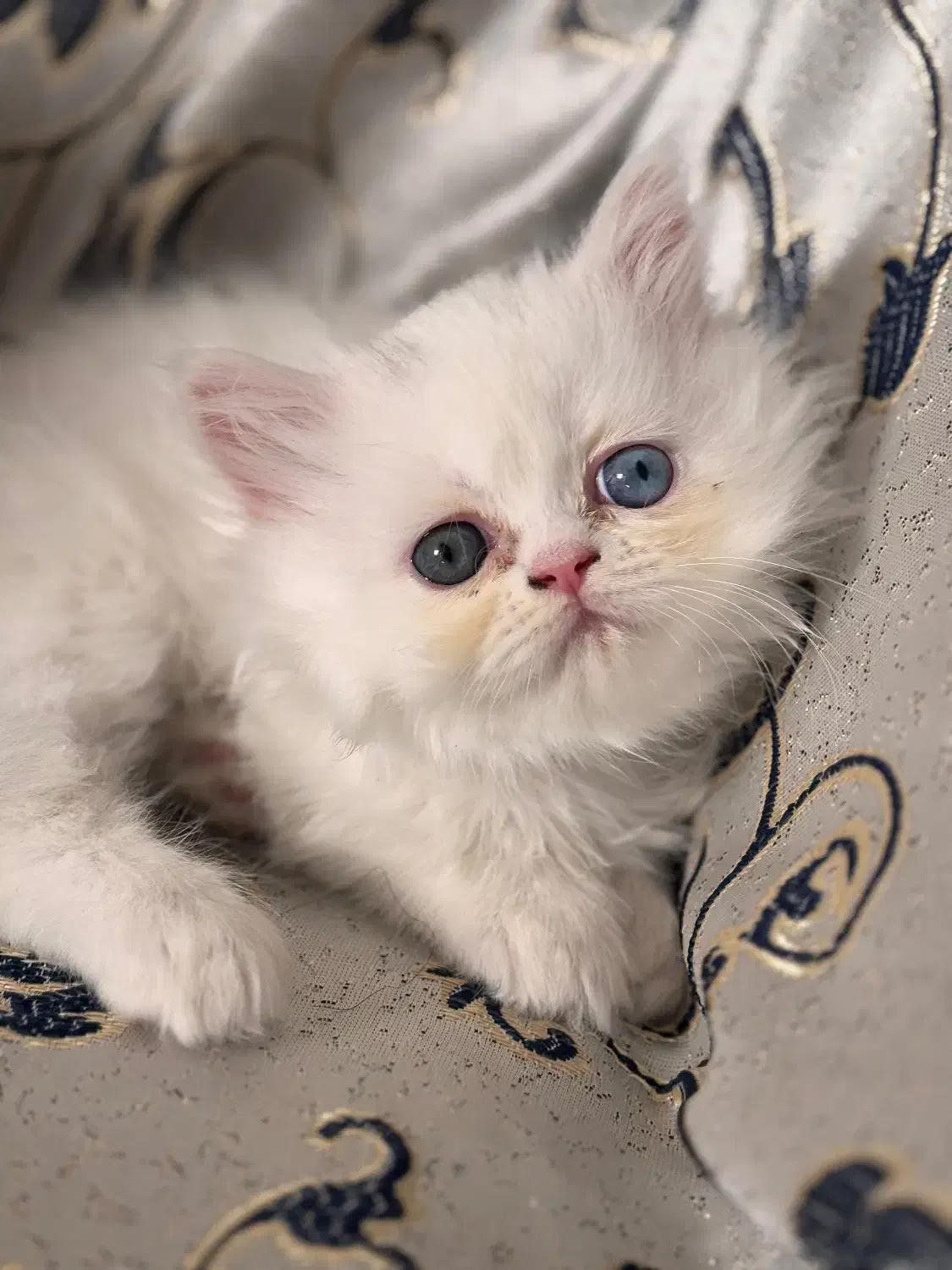 گربه پرشین|گربه|مشهد, جانباز|دیوار