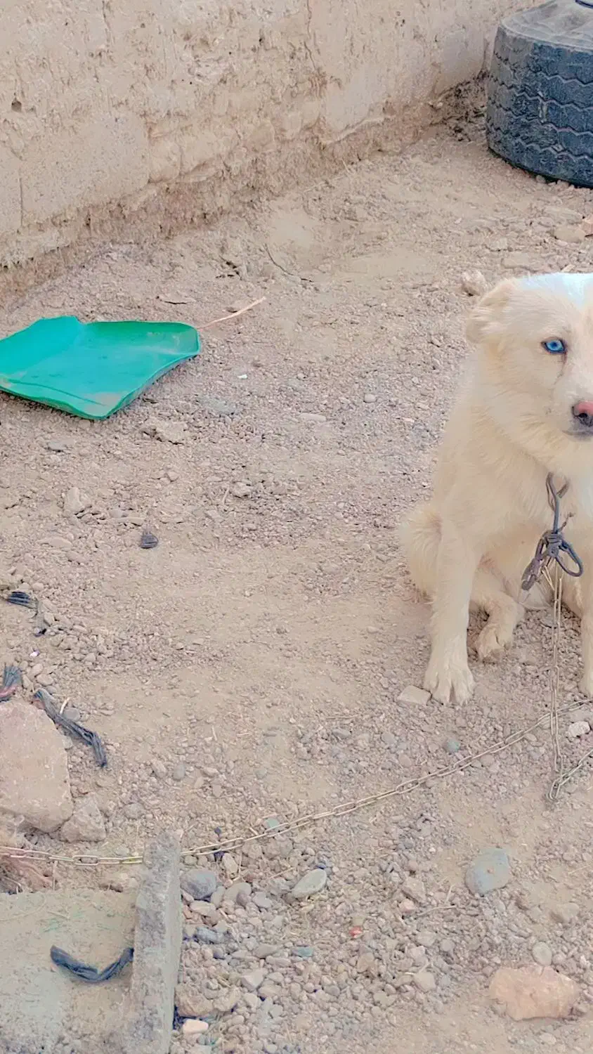 سگ پاکوتاه خیلی باهوش وزرنگ|سگ|زابل, |دیوار